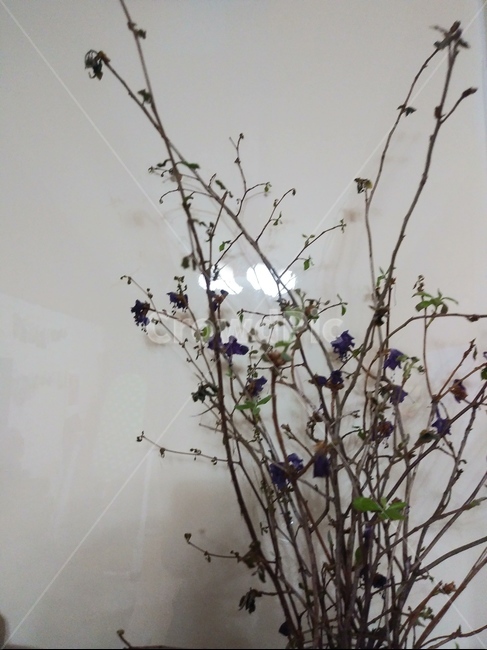 꽃,난초,화분,나무,화이트,flower,드라이플라워,꽃병