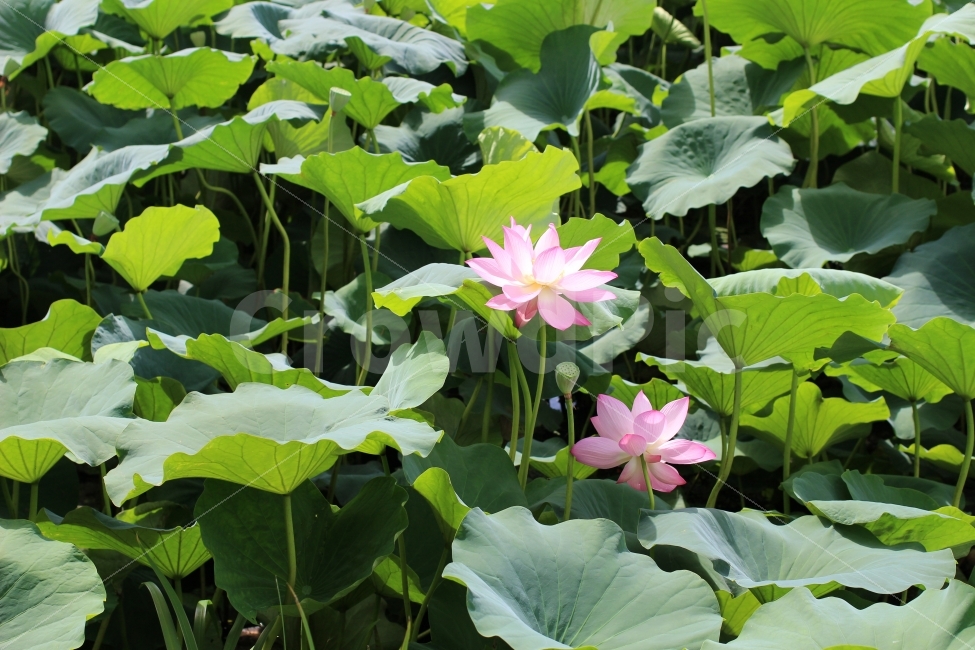 덕진공원,연꽃,여름,청량,전주,식물,자연,plants,nature,꽃,flower
