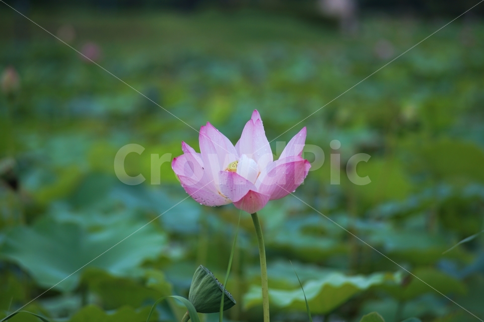연꽃,꽃,식물,자연,연잎,식물,자연,plants,nature,꽃,flower