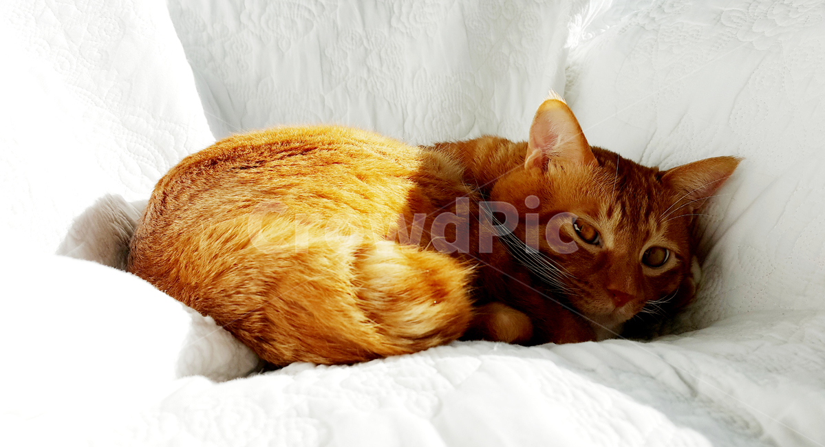 고양이,잠자기전고양이,웅크린고양이,코리안숏헤어,치즈태비,동물,animal,포유류,mammal,고양이,cat,kitten,kitty