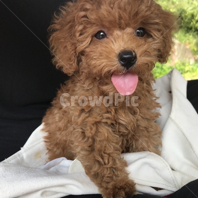 푸들,강아지,애견,반려견,가족,아기강아지,동물,animal,포유류,mammal,개,강아지,dog,doggy