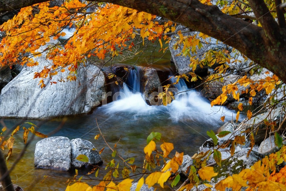 물,자연,나무,tree,잎,단풍,가을,계절,fall,autumn,season,leaf,plant,식물,water,nature,outdoors,옥외,river,강