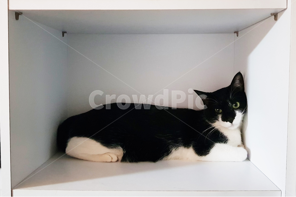 고양이,반려묘,동물,귀여움,검은색,흰색,숨기,재롱,동물,animal,포유류,mammal,고양이,cat,kitten,kitty