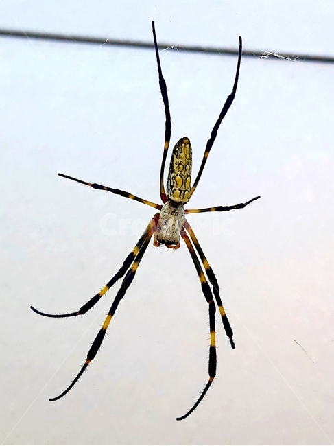 거미,거미줄,스파이더,동물,절지동물,곤충,벌레,insect,bug