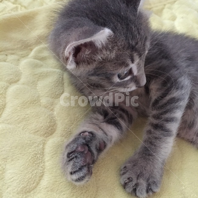 animal,동물,고양이,kitten,cat,코리안숏헤어,회색고양이,동물,animal,포유류,mammal,고양이,cat,kitten,kitty