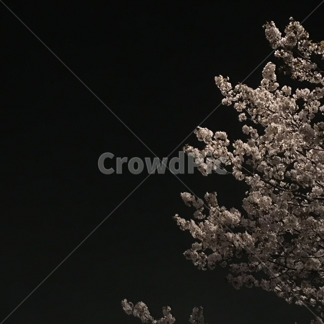 나무,봄,하늘,밤,spring,벚꽃,cherryblossom,night,봄,계절,spring,season,야경,밤,풍경,nightscape,night,landscape,plant,식물,tree