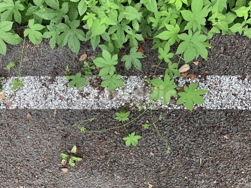 자연,식물,초록색,길,차선,도로,nature,잎사귀