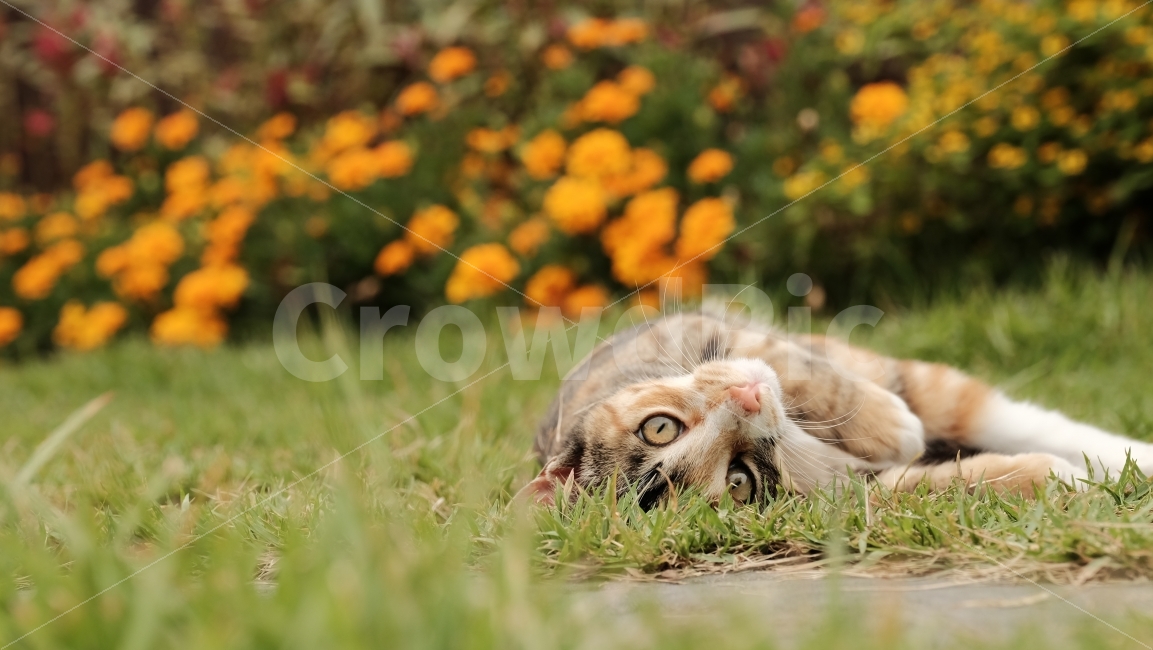 고양이,길고양이,냥이,동물,귀여움,발라당,뒹굴뒹굴,애교,동물,animal,포유류,mammal,고양이,cat,kitten,kitty