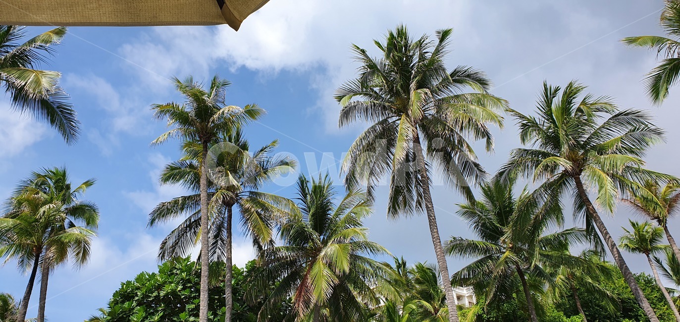 베트남,야자수,여름,summer,arecaceae,palmtree,나무,식물