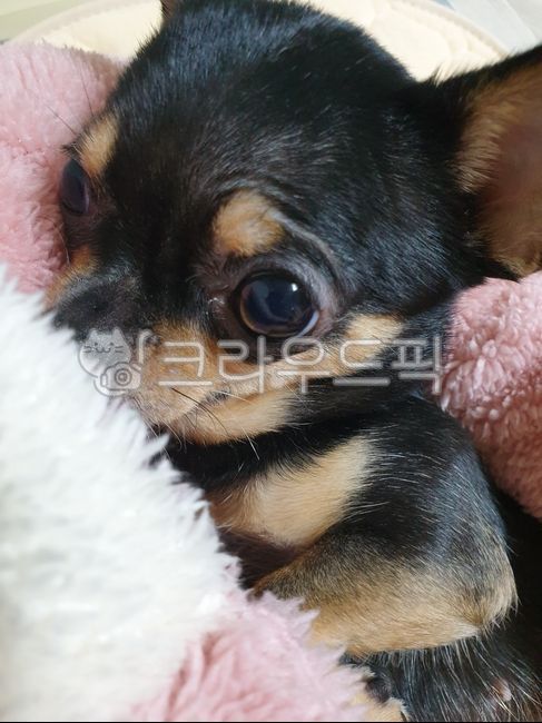 강아지,치와와,작은강아지,귀여움,블랙탄,동물,애완동물,dog,animal