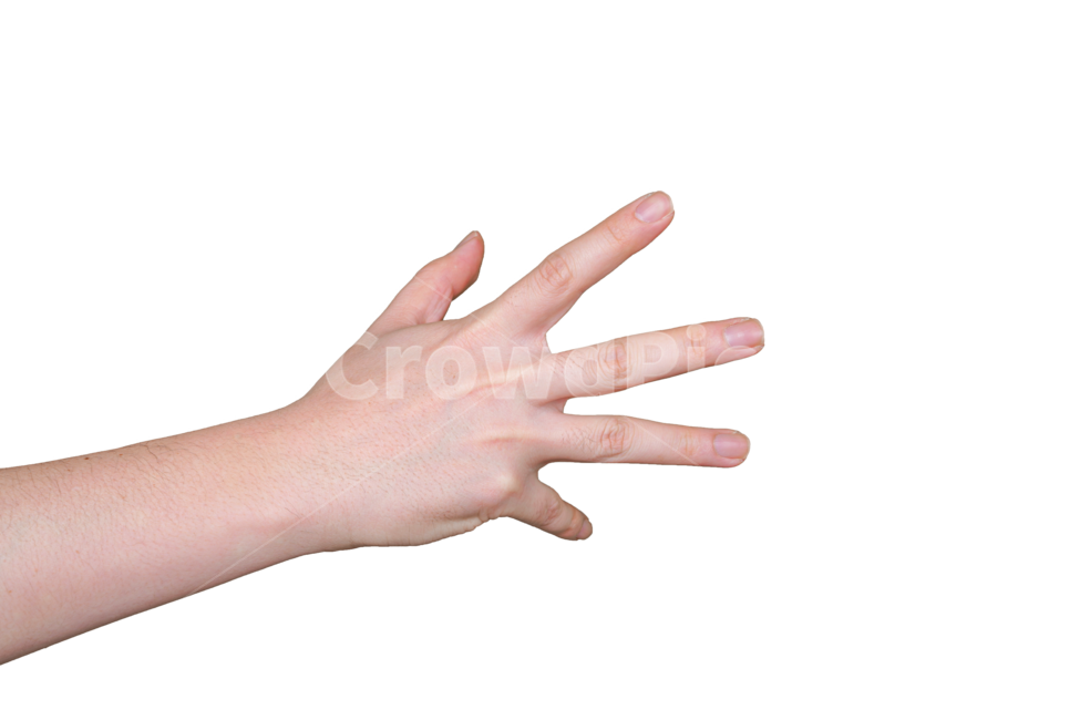 손,오른손,손동작,손모양,손목,손가락,신체,사인,표현,hand,human,person,wrist,신체일부,몸,body,누끼,remove background