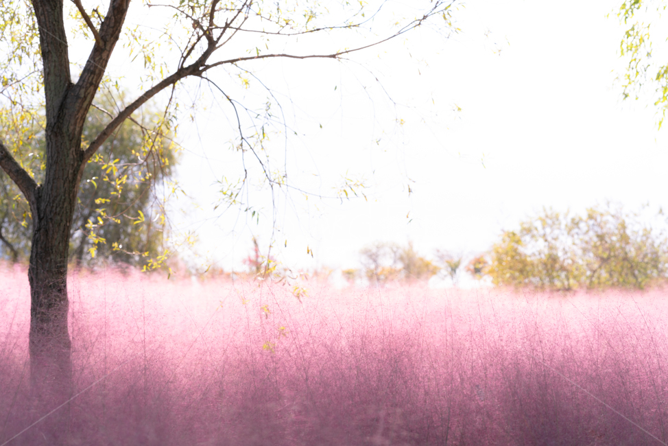 핑크뮬리,자연,식물,나무,풍경,landscape,plants,nature,하늘,배경화면,가을,계절,fall,autumn,season,자연,풍경,nature,landscape,plant