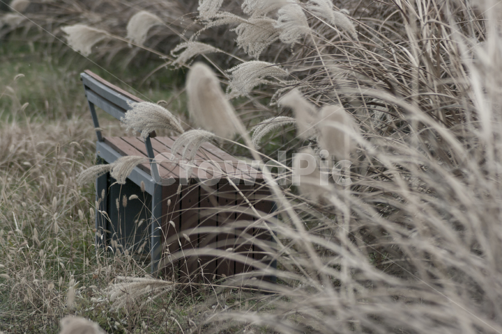 가을,억새,벤치,계절,autumn,가을,계절,fall,autumn,season,감성,sensible,feeling,grass,잔디,plant,식물,lawn,reed,갈대