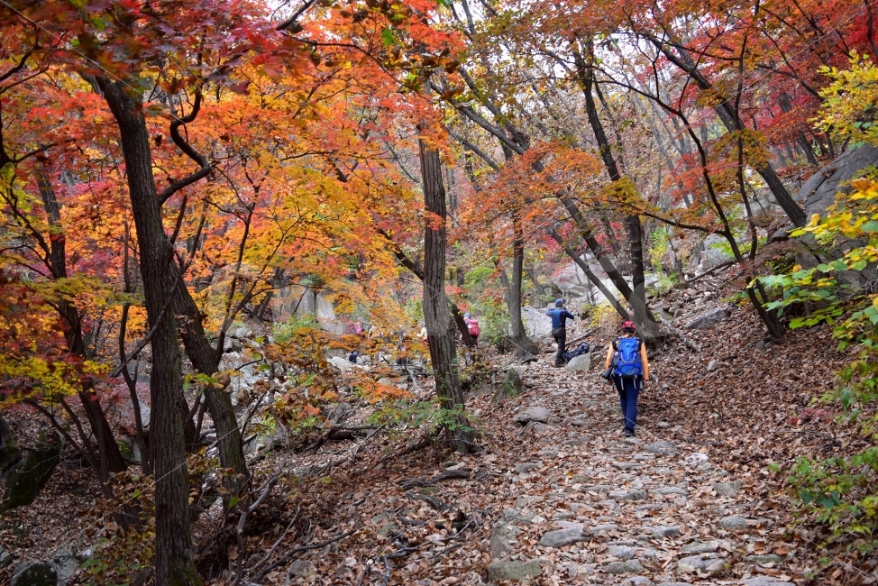 도봉산,가을,단풍,풍경,국립공원,서울,낙엽,명산,자연,비경,단풍나무,가을색,가을색채,오색단풍,가을단풍,북한산국립공원,가을,계절,fall,autumn,season,자연,풍경,nature,landscape,사람들,대중,군중,other people,crowd,스포츠,레저,운동,sports,leisure,exercise,건강,헬스웨어,헬스케어,healthware,health care,plant,식물,tree,나무,leaf,잎