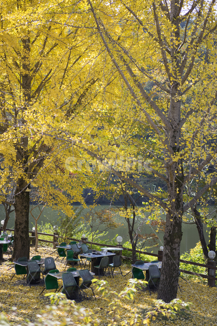 은행나무,단풍,저수지,가을,낙엽,가을,계절,fall,autumn,season,tree,나무,plant,식물,tree trunk,나무 줄기