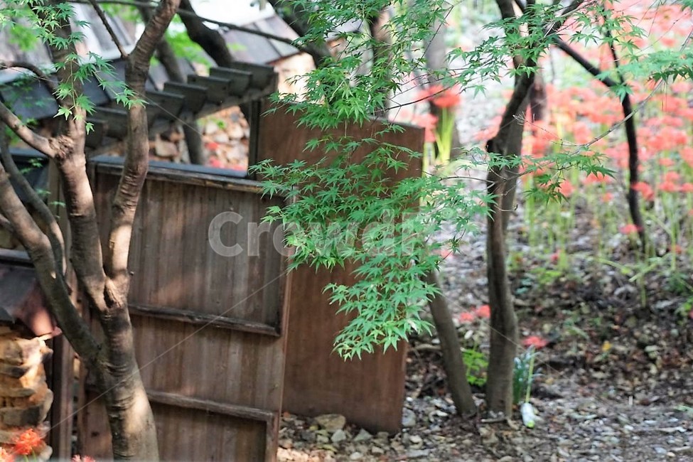 가을,나무,자연,계절,풍경,낙엽,nature,autumn,season,fall,감성,서정,상사화,고택,green,자연,풍경,nature,landscape,tree,plant,식물