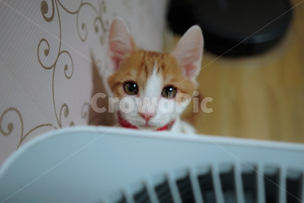 고양이,초롱초롱,눈빛,귀워운,아기,동물,animal,포유류,mammal,고양이,cat,kitten,kitty