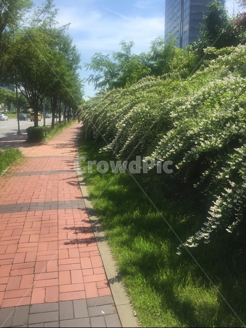 꽃길,인도,길가,길,풍경