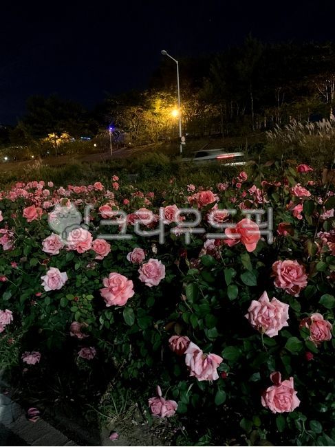 pink rose,rose flower field,blossom,plant,Rose,rose,flower