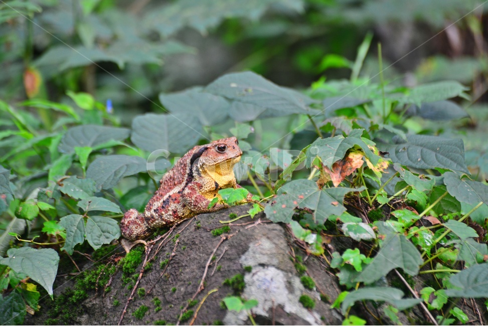 animal,동물,toad,두꺼비,wildlife,야생동물,파충류,양서류,개구리,숲속,바위,동물,animal,파충류,양서류,reptile,amphibian