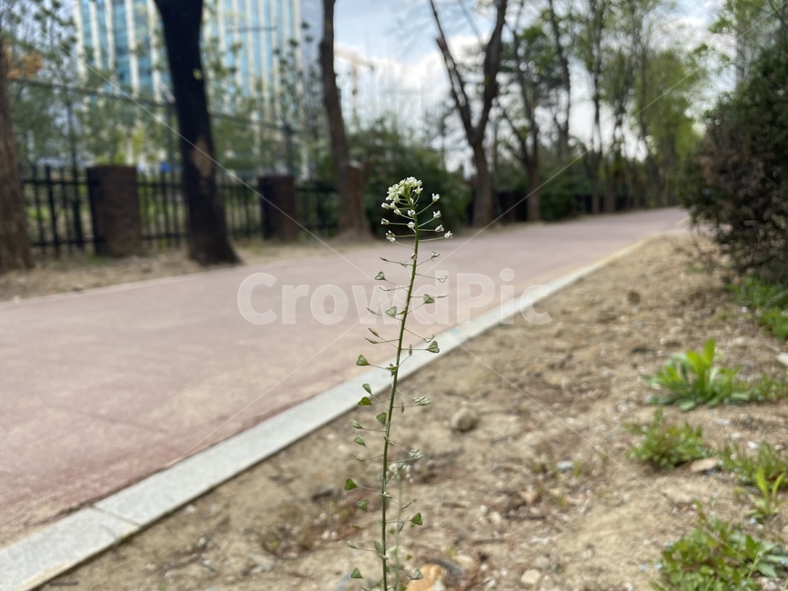spring,trail,bicycle road,plant,ground,floor,park,walk,flower