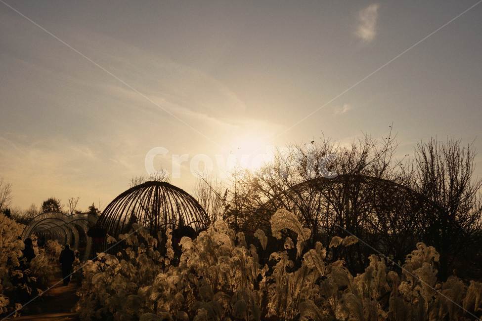 갈대,갈대밭,가을,노을,풍경,자연,겨울,감성,가을,계절,fall,autumn,season,자연,풍경,nature,landscape,dome,둥근 천장,architecture,건축물,building,건물