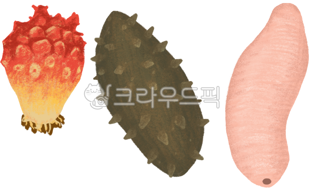 해산물,멍게,해삼,개불,손그림,일러스트