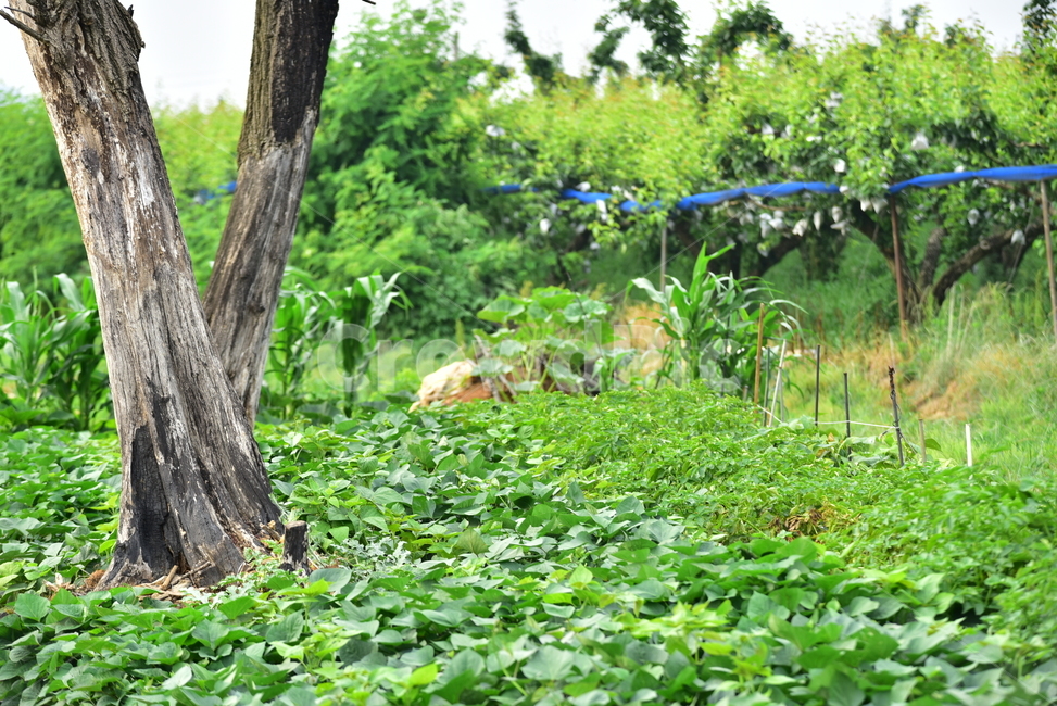 고목,죽은나무,밭,밭농사,밭작물,농사,농촌,식물,deadtree,field,farming