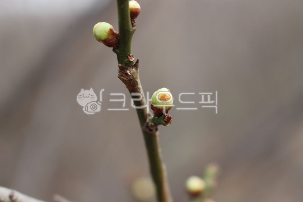 bud, 싹, flower, sprout, 새싹, 사진,이미지,일러스트,캘리그라피 - 미미랑작가