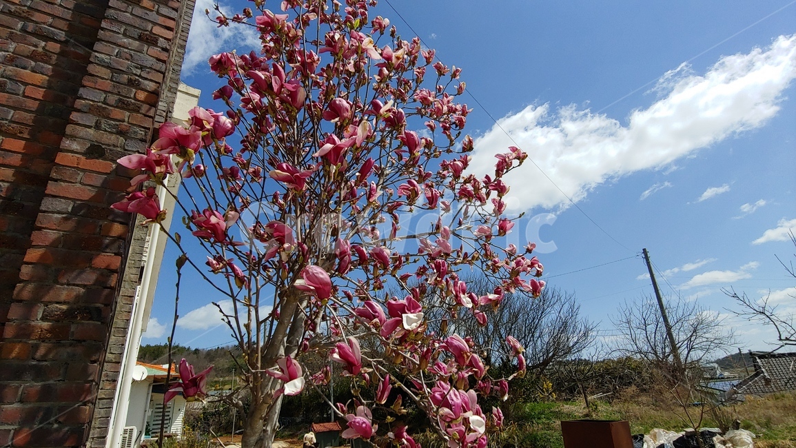하늘,벚꽃,꽃,봄,건물,자색,설렘,식물,자연,plants,nature,꽃,flower