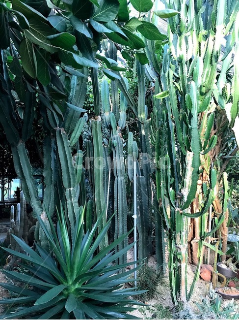 식물,plant,선인장,열대,초록색