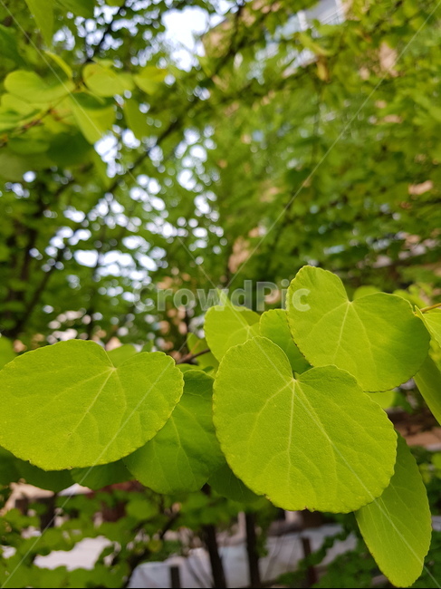 나뭇잎,초록,여름,하트,싱그러움