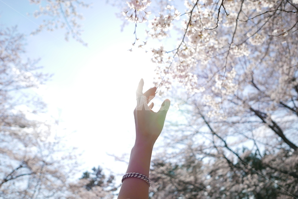 벚꽃,벚나무,손,감성,플레어,하늘,손가락,봄,계절,spring,season