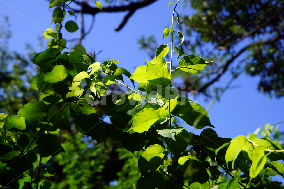 잎,나뭇잎,계절,여름,녹음,연두색,식물,자연,plants,nature
