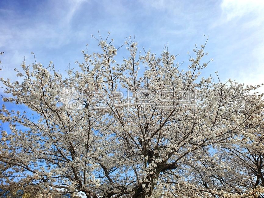 cherry blossom tree,spring flowers,spring,cherry,Cherry Blossom,nature,tree,sky and flower,spring sky,flower viewing,flower