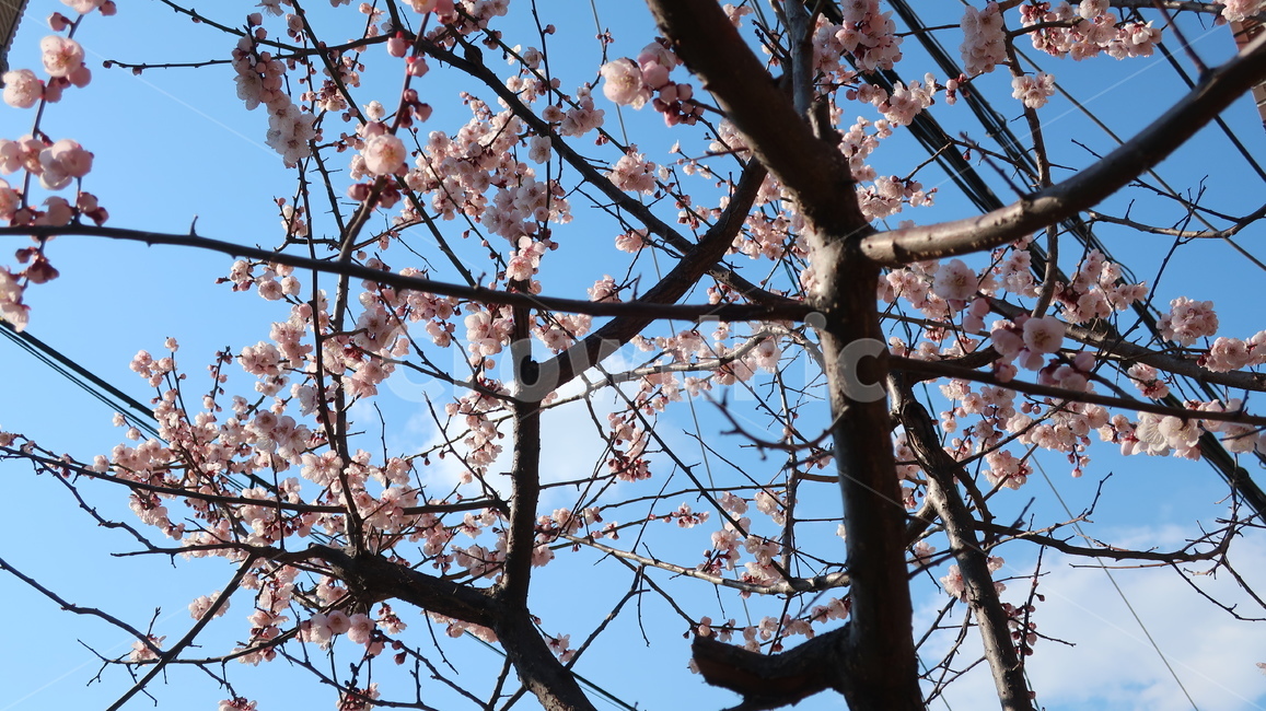 벚꽃,벚꽃나무,하늘,봄,꽃,봄,계절,spring,season,식물,자연,plants,nature,꽃,flower,plant,blossom,cherry blossom