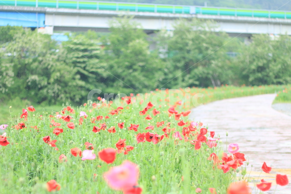 여름,시작,양귀비,위안,꽃,식물,자연,plants,nature,꽃,flower