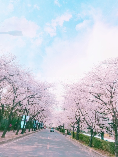 벚꽃,하늘,봄,구름,cherryblossom,분홍색,파란하늘,도로,파스텔,계절,season,autume,봄꽃,さくら,桜,봄,계절,spring,season,자연,풍경,nature,landscape,plant,식물