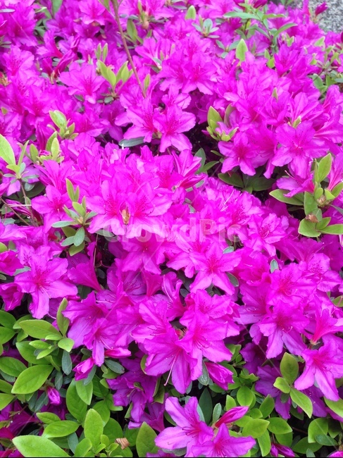 철쭉,철쭉축제,분홍,봄,꽃,배경,royalazalea,flower,spring,background,봄,계절,spring,season,식물,자연,plants,nature,꽃,flower,blossom,geranium,제라늄,plant