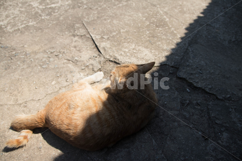 시골고양이,고양이,코리아숏헤어,치즈코숏,cat,시골,반려동물,노란고양이,animalcompanion,animal,길고양이,마당고양이,동물,animal,포유류,mammal,고양이,cat,kitten,kitty