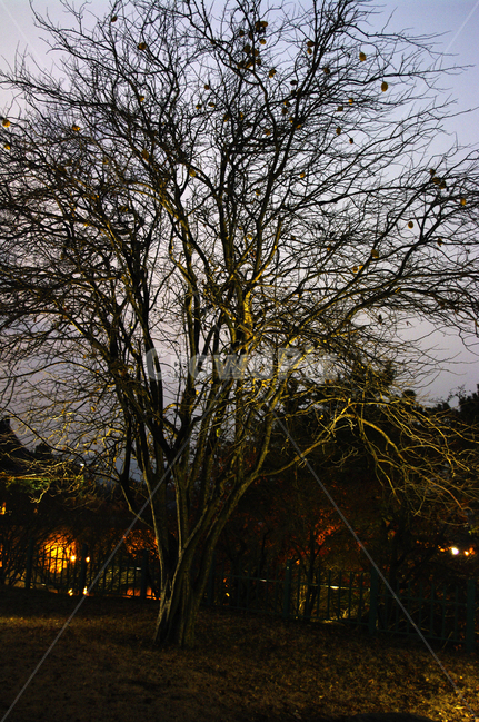 조명,빛,하늘,나무,식물,plant,겨울,계절,winter,season,식물,자연,plants,nature,나무,trees,wood