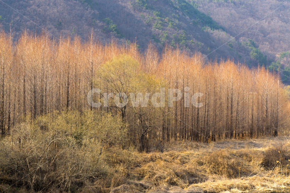 나무,메타세콰이어,자연,풍경,봄,양산,자연,풍경,nature,landscape,tree,plant,식물,conifer,구과 식물,painting,그림,art,미술