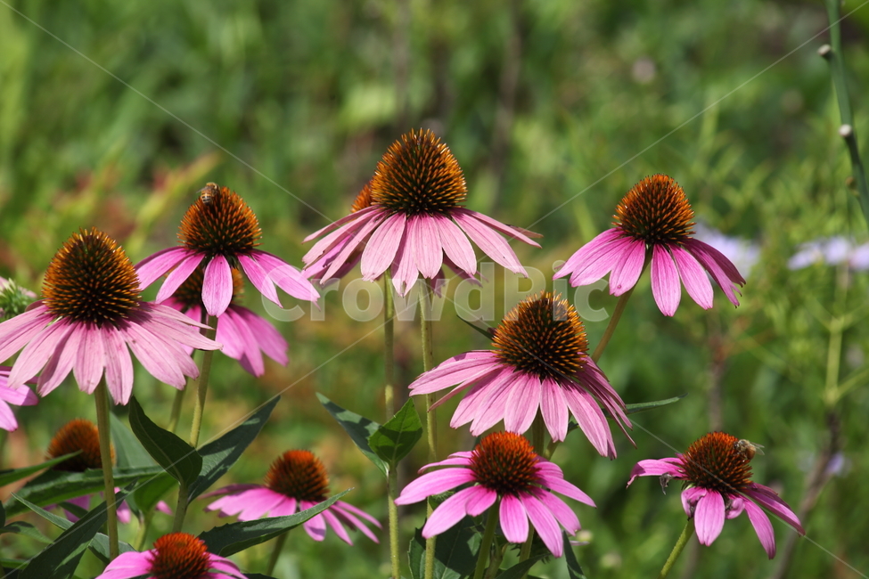 분홍,꽃,에키네시아,echinacea,echinaceapurpurea