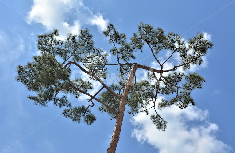 소나무,하늘,구름,자연,의연함,식물,자연,plants,nature,나무,trees,wood