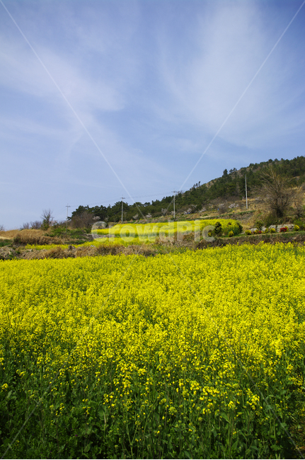 유채꽃,꽃밭,꽃,flower,계절,봄,spring,하늘,구름,풍경,봄,계절,spring,season,자연,풍경,nature,landscape,field,들,grassland,목초지,outdoors,옥외