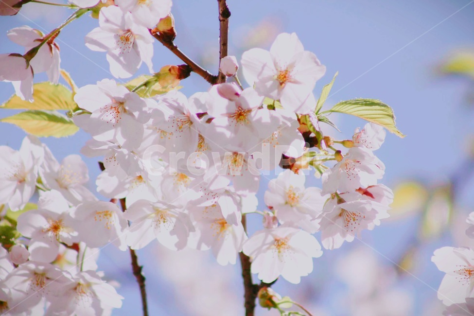 벚꽃,봄,벚꽃축제,벚꽃나무,꽃,봄,계절,spring,season,식물,자연,plants,nature,꽃,flower,plant