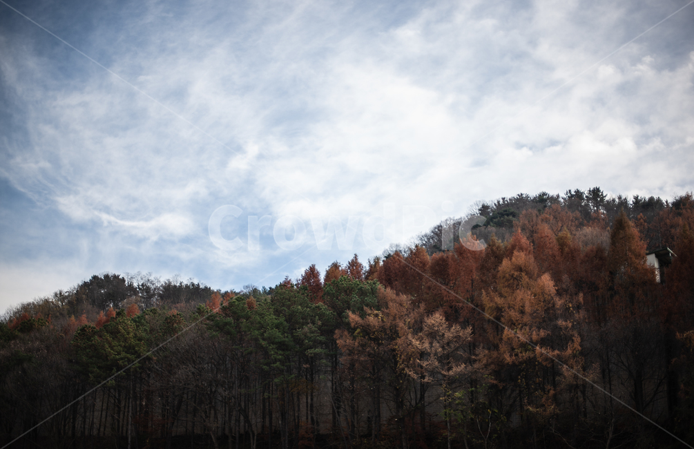 가을,산,autumn,fall,landscape,풍경,가을,계절,fall,autumn,season,자연,풍경,nature,landscape,tree,나무,plant,식물,fir,전나무,conifer,구과 식물