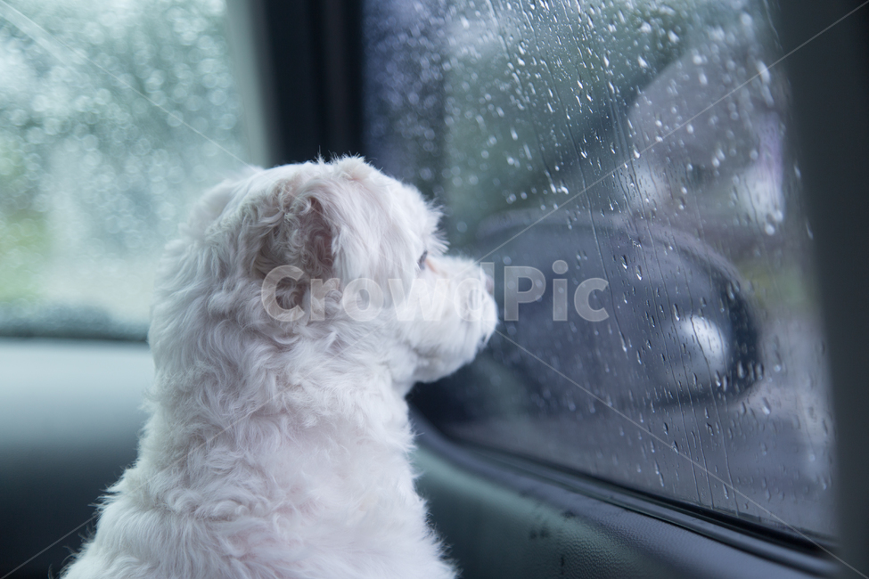 Companion,rain,wait,puppy,Rainy Day,pet dog,maltese