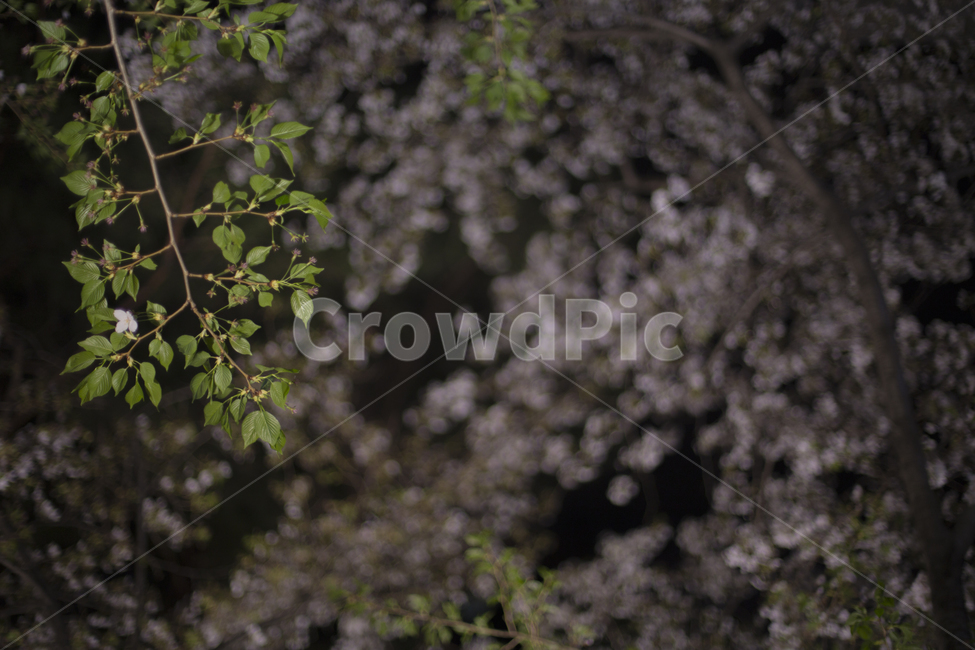 봄,벚꽃,꽃잎,낙화,분위기,감성,봄,계절,spring,season,야경,밤,풍경,nightscape,night,landscape,꽃,flower