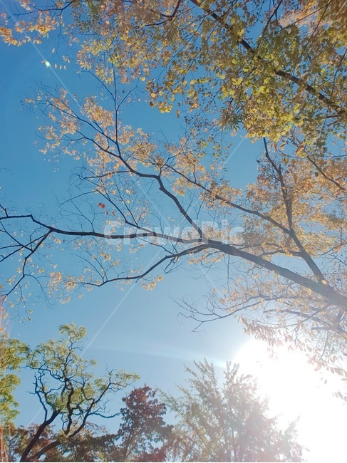 가을하늘,단풍,청명함,깨끗한하늘,파란하늘,가을,계절,fall,autumn,season,tree,나무,plant,식물,tree trunk,나무 줄기